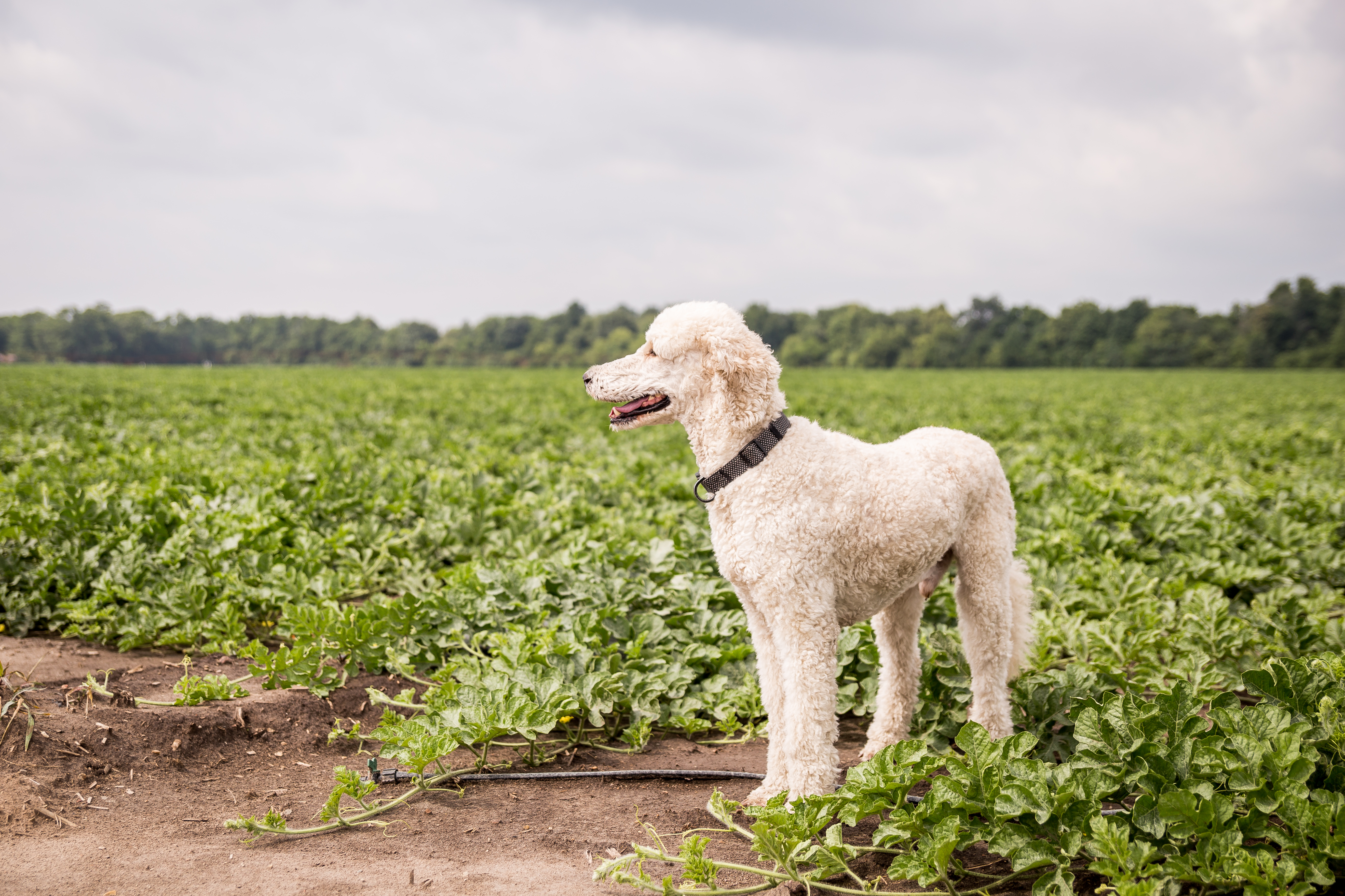 A goldendoodle standing at the edge of a soybean field.
