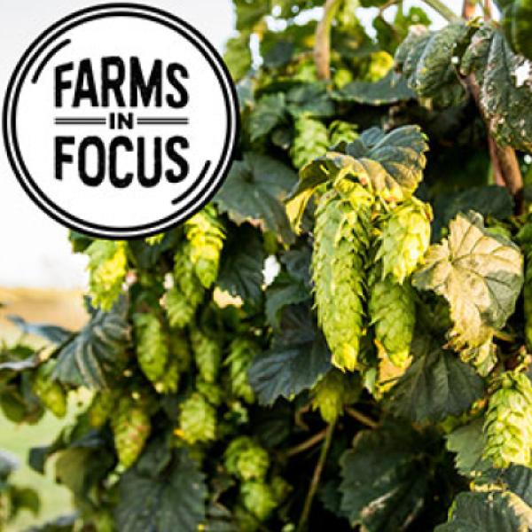 photo of a crop and a logo for 'farms in focus'
