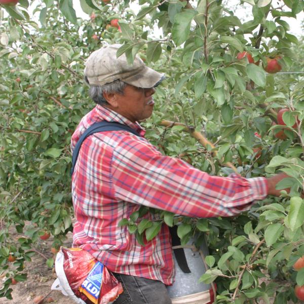 Man works in a field picking apples