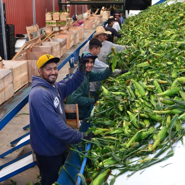 a line of people work to package corn