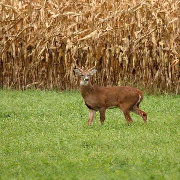 White tail deer looks towards the camera in front of a corn field