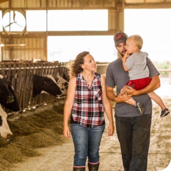 A man and woman walk through a dairy cow barn. The man carries a child, who watches the cows eat hay.