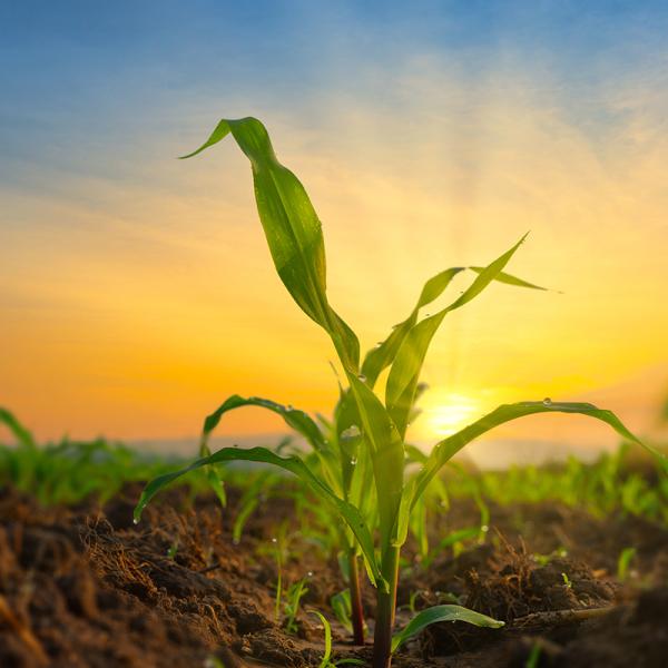 Young corn plants sprouting from a field against the sunset.