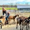 Heather WIlliams and goats
